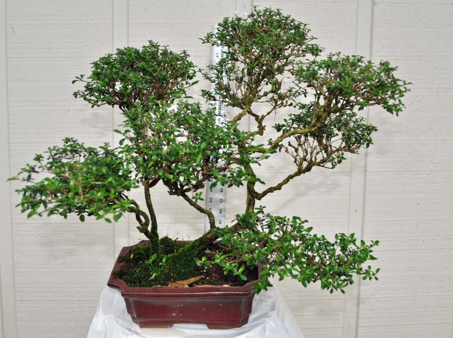 Серисса вариегатная