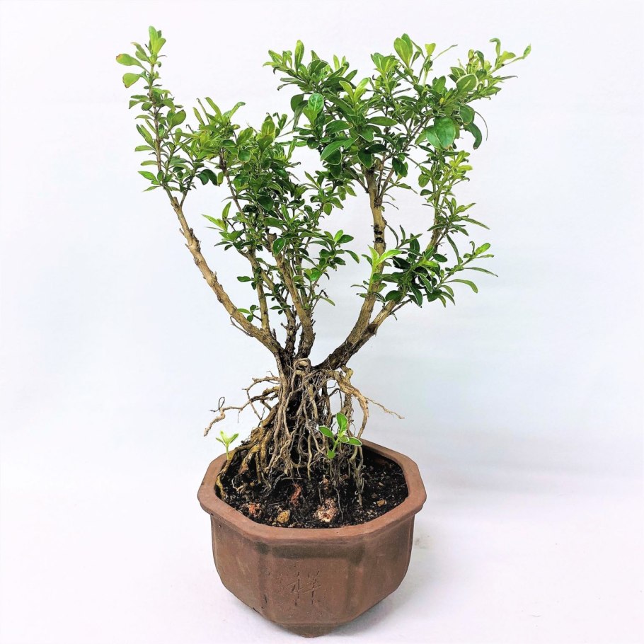 Серисса crassiramea