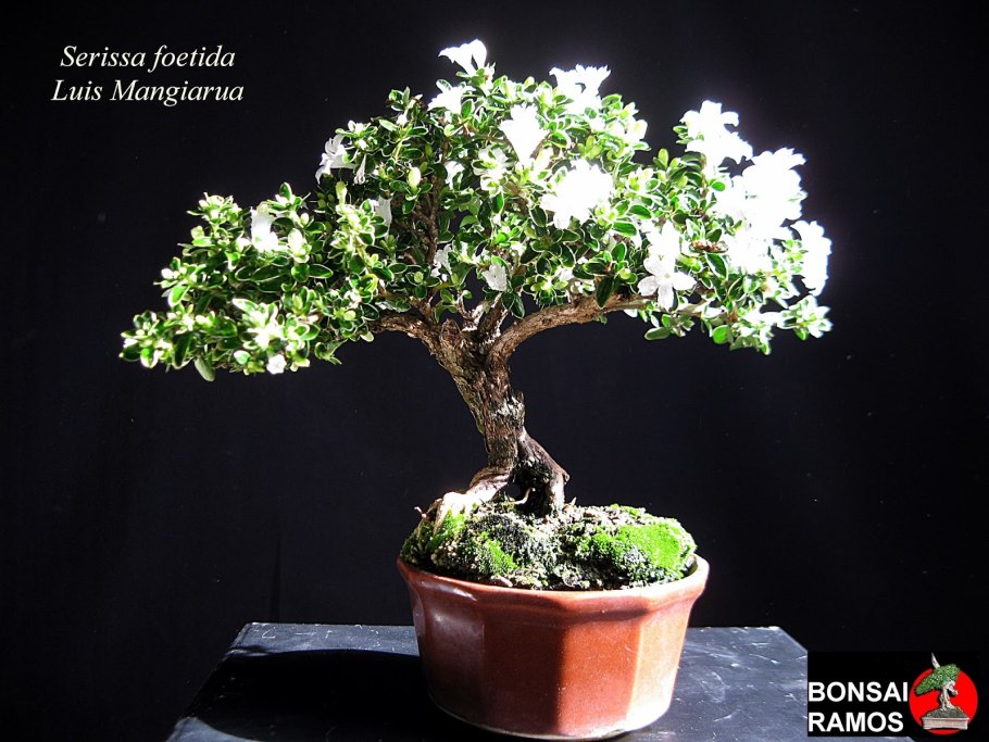 Серисса Фоэтида