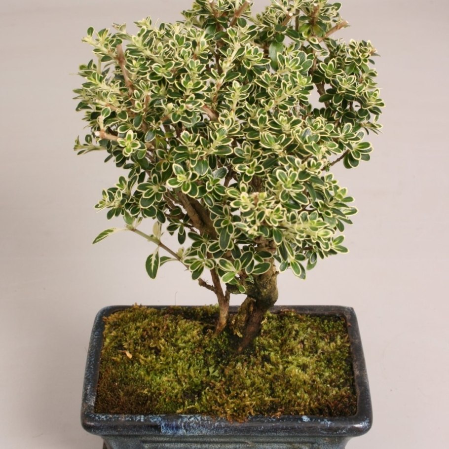 Серисса foetida Pink