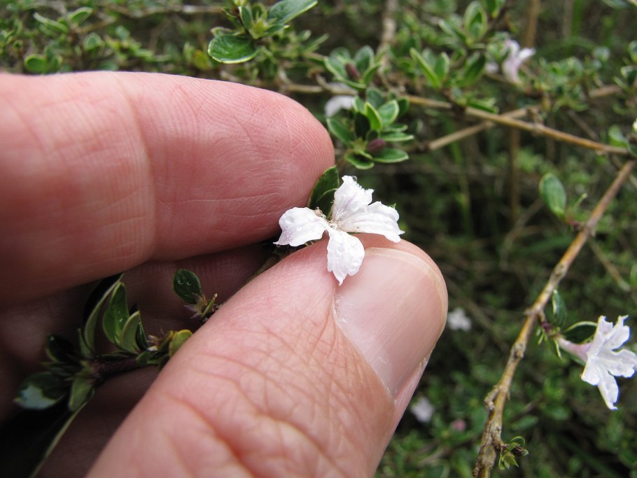 Бонсай мамэ