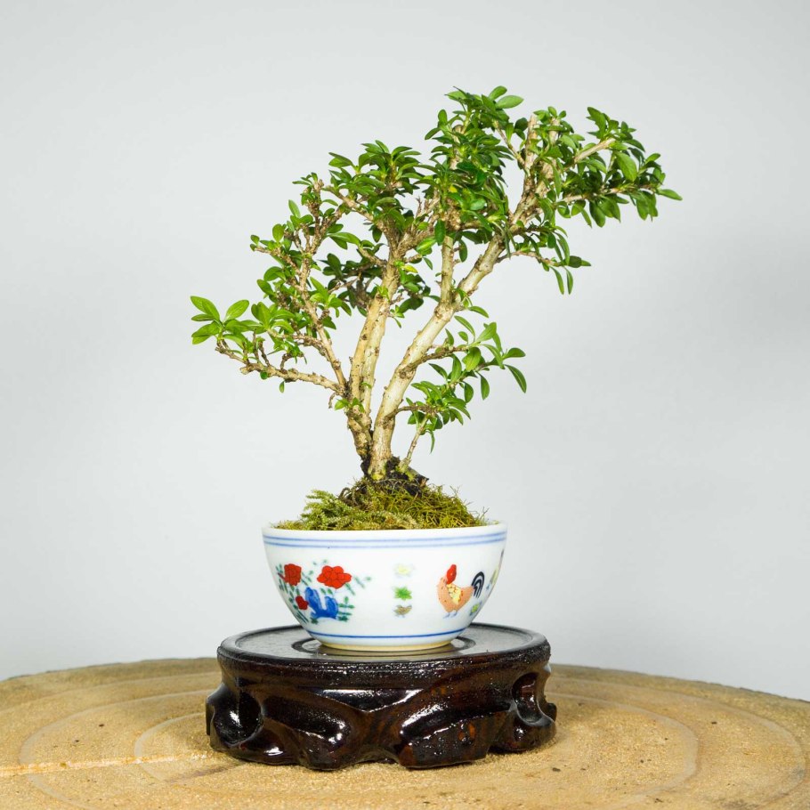 Серисса бонсай