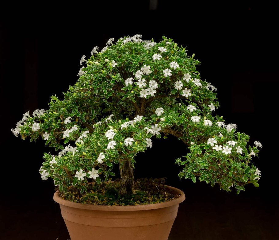 Серисса бонсай