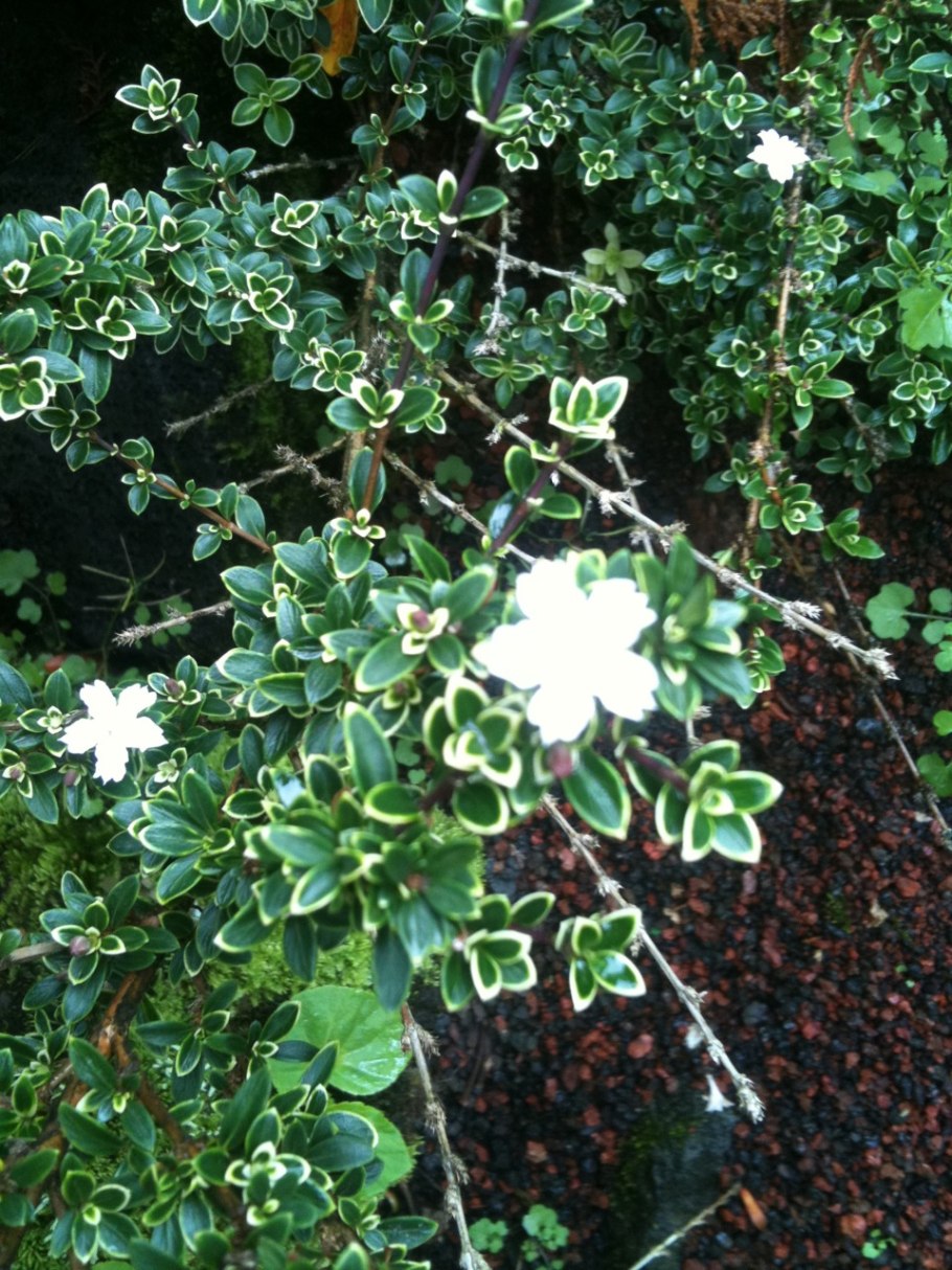 Кора Серисса бонсай