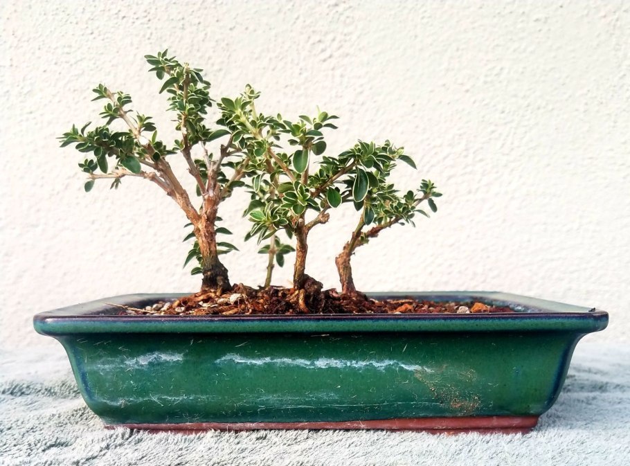 Серисса варигат