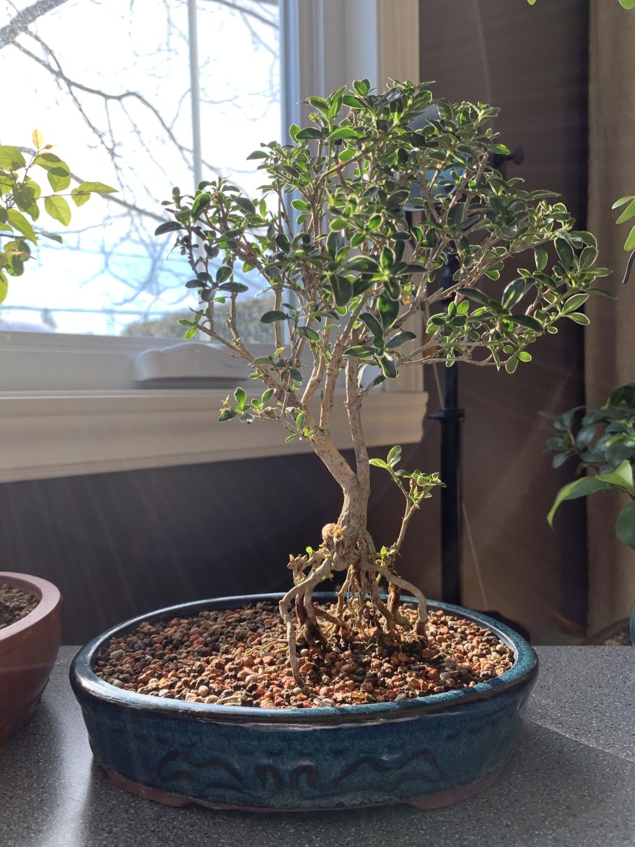 Серисса махровая флоре Плено