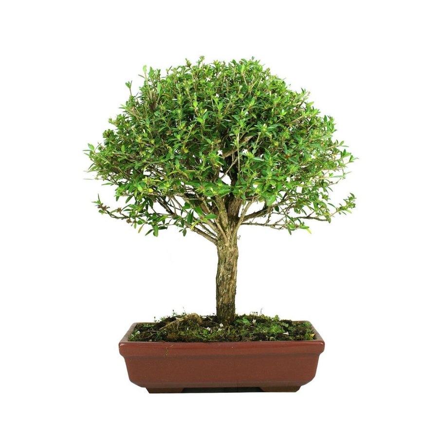 Бонсай Цветущий мандарин привит на сериссу Вариегата