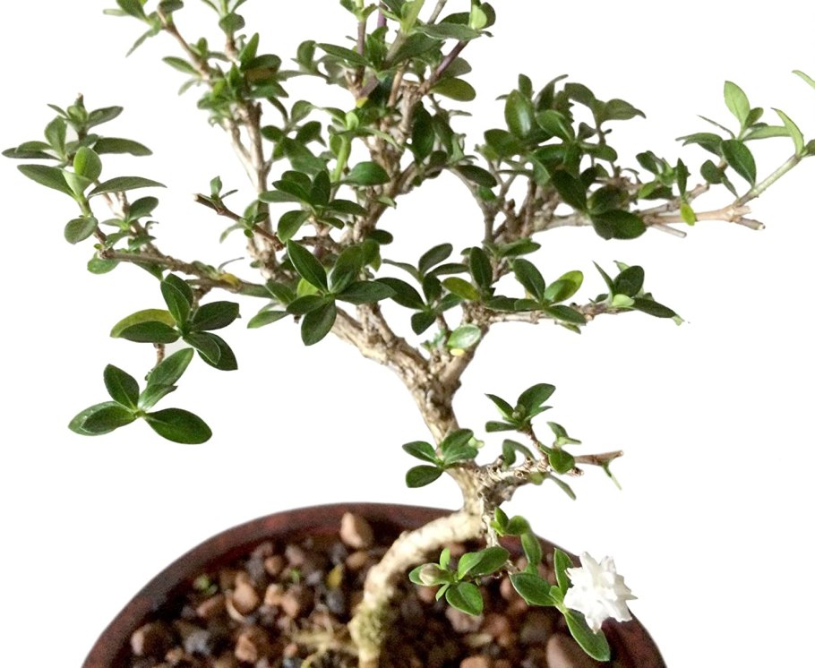 Серисса бонсай