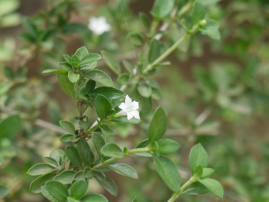 Серисса вонючая