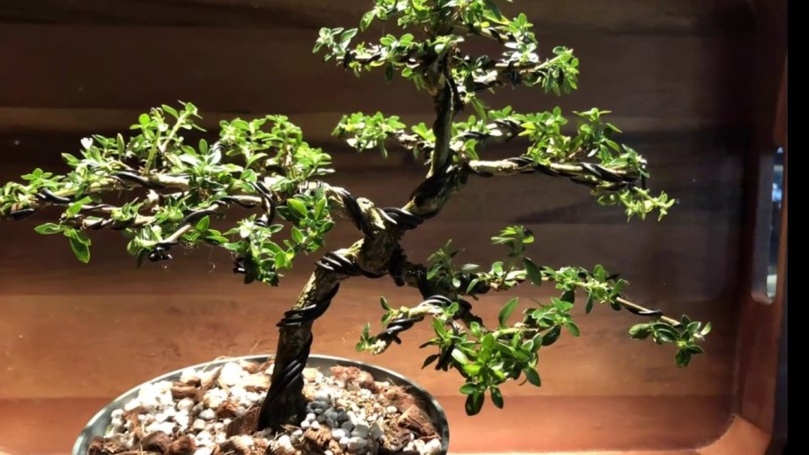 Серисса бонсай