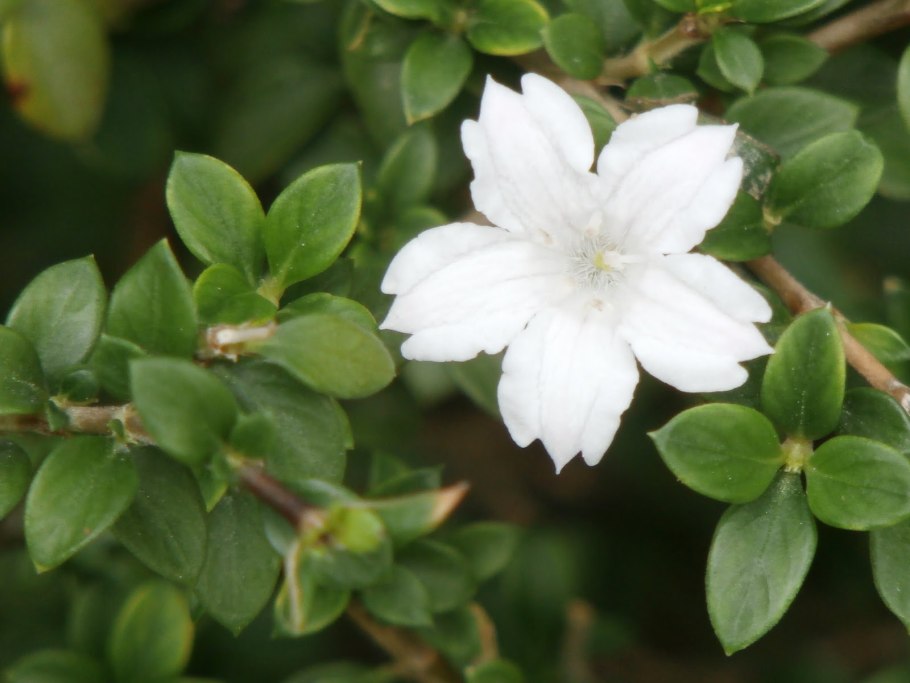 Серисса crassiramea