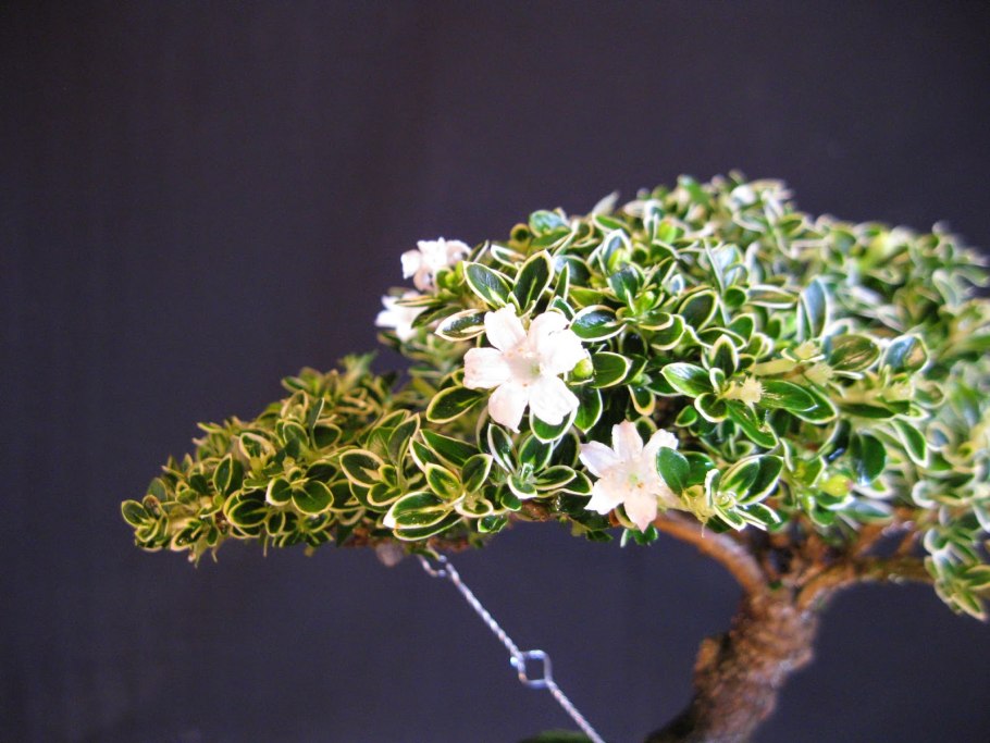 Серисса бонсай