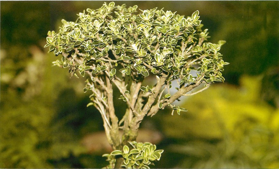 Серисса вариегатная