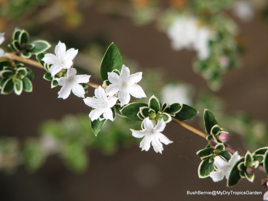 Серисса махровая