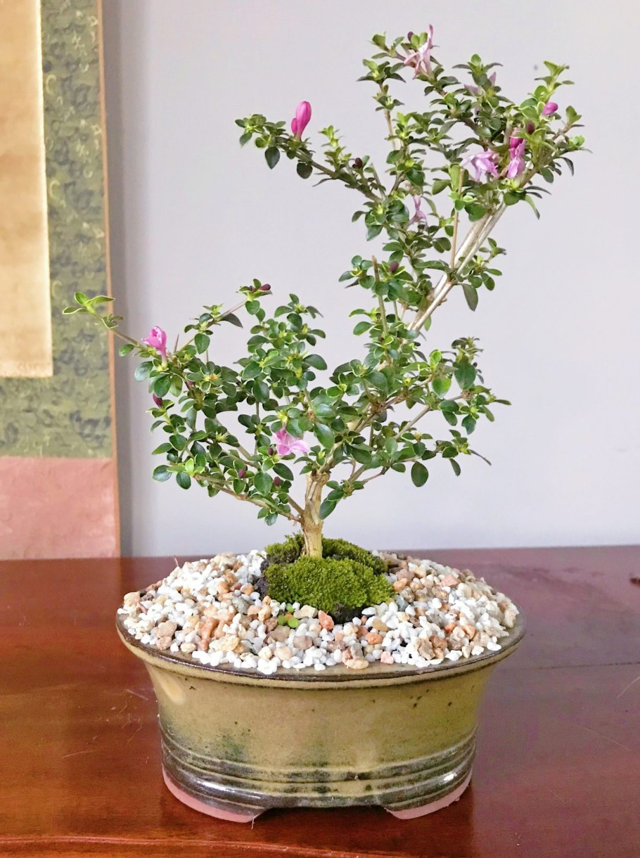 Серисса Фоэтида