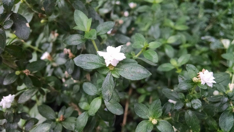 Серисса crassiramea карликовая