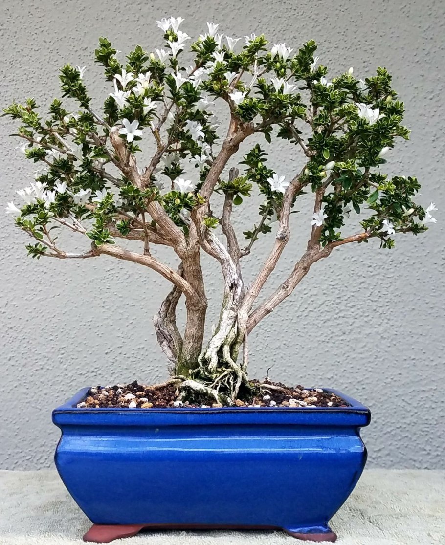 Серисса бонсай