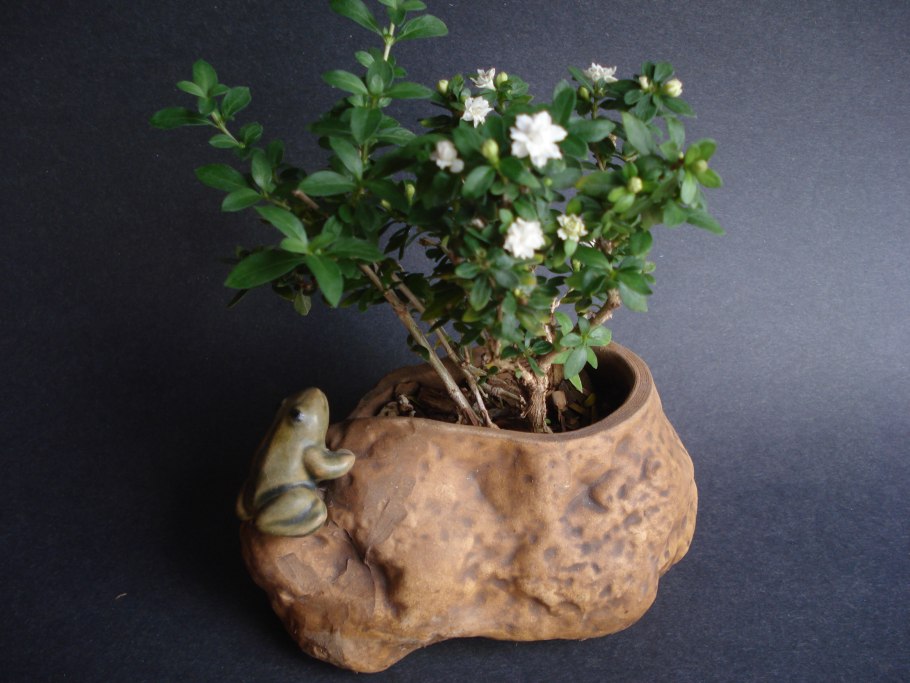 Серисса вариегстнач