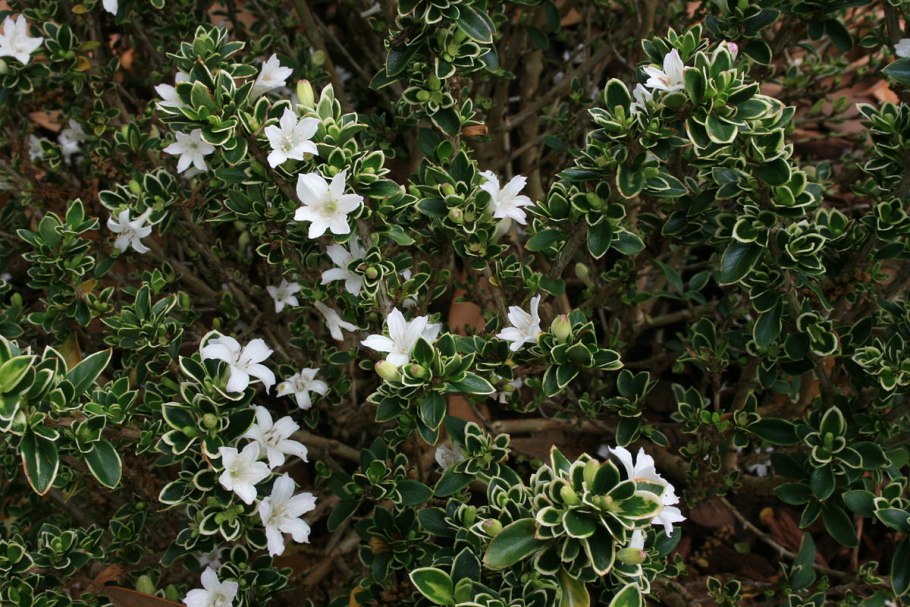 Серисса бонсай