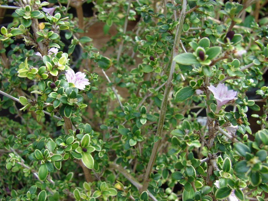 Серисса вариегатная