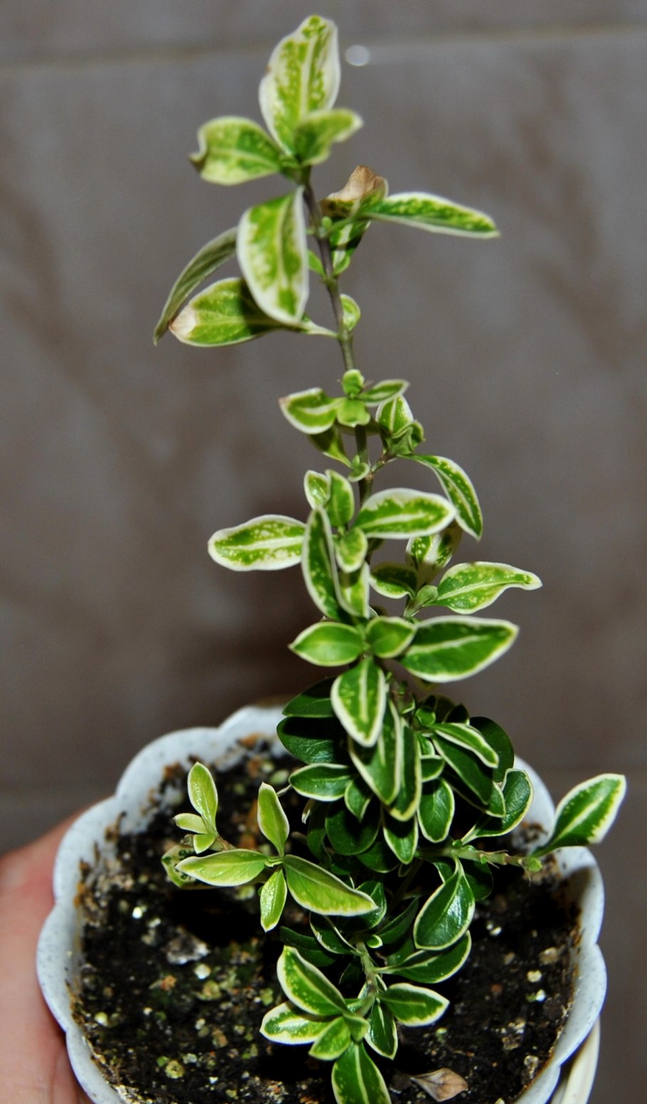 Серисса вариегатная