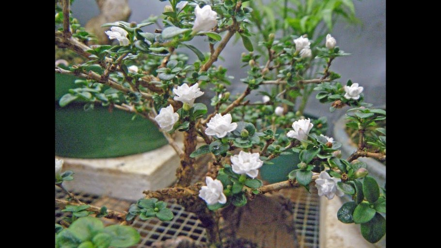 Серисса махровая