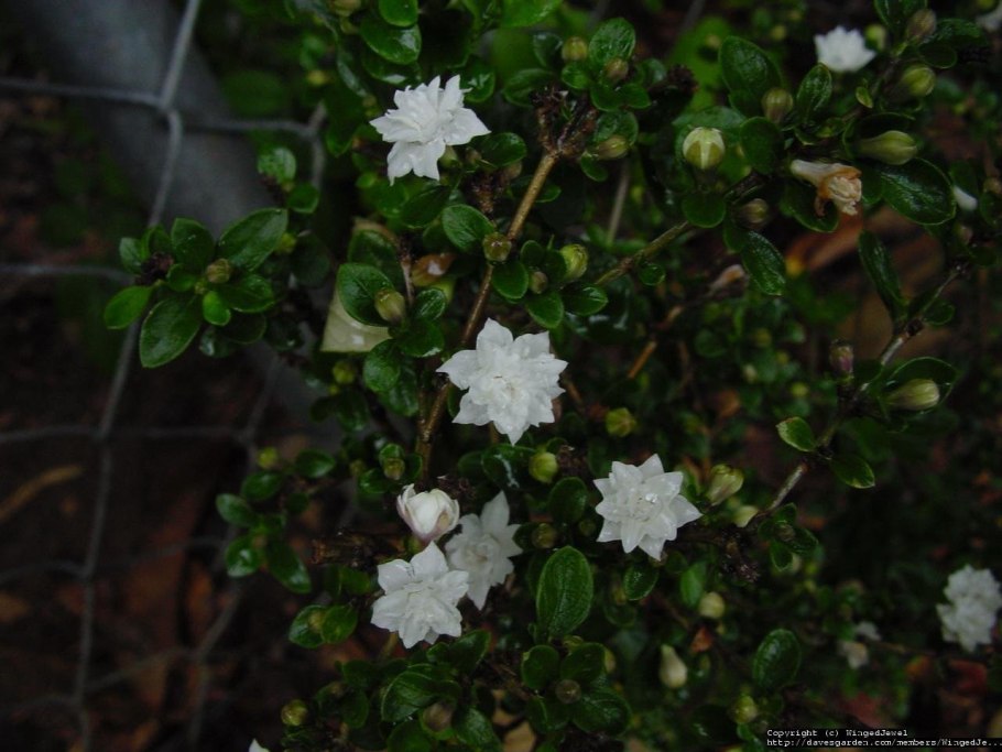 Серисса махровая