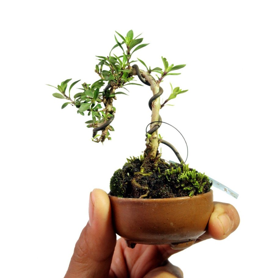 Серисса карликовая