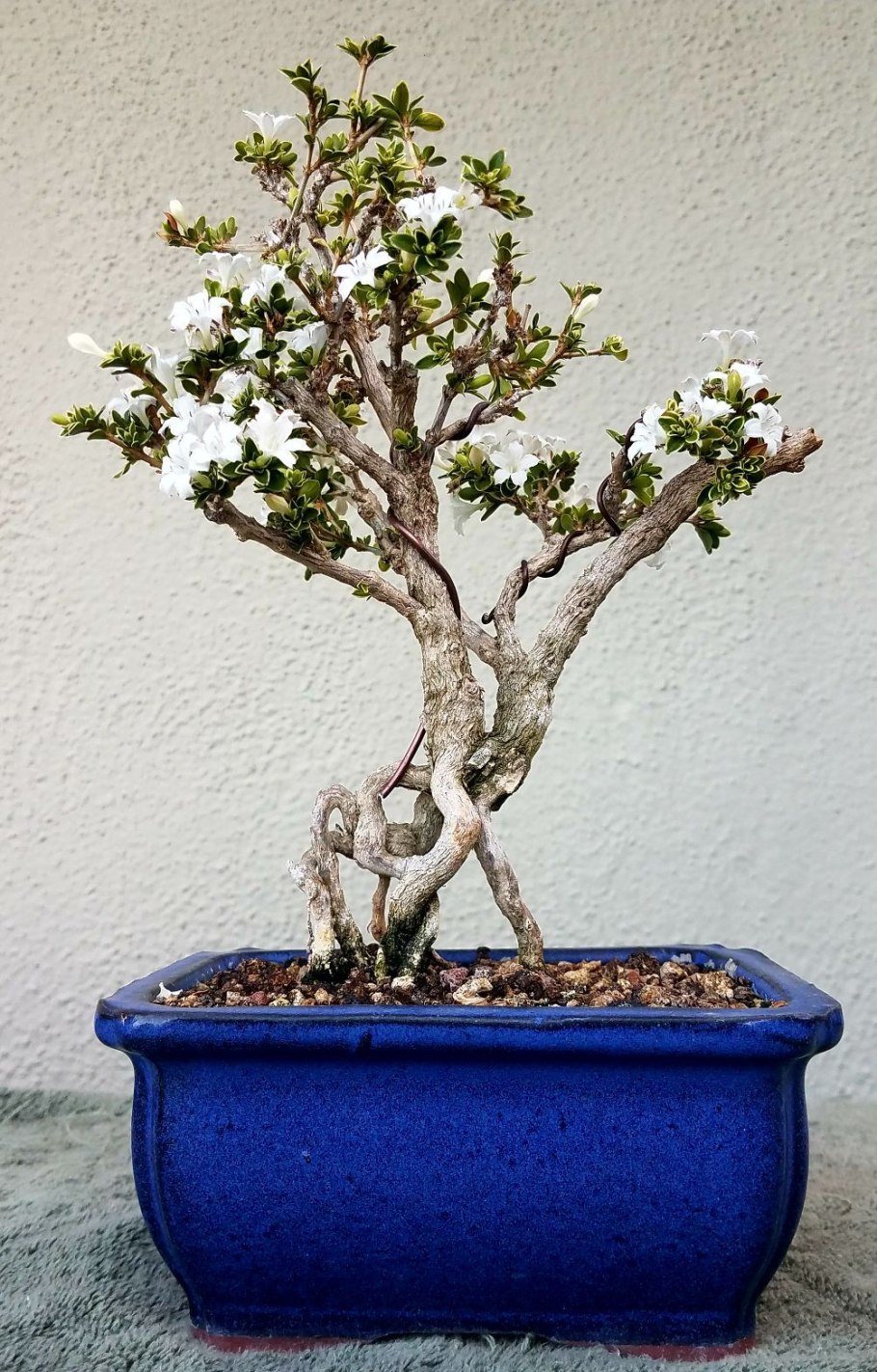 Серисса японская вариегатная