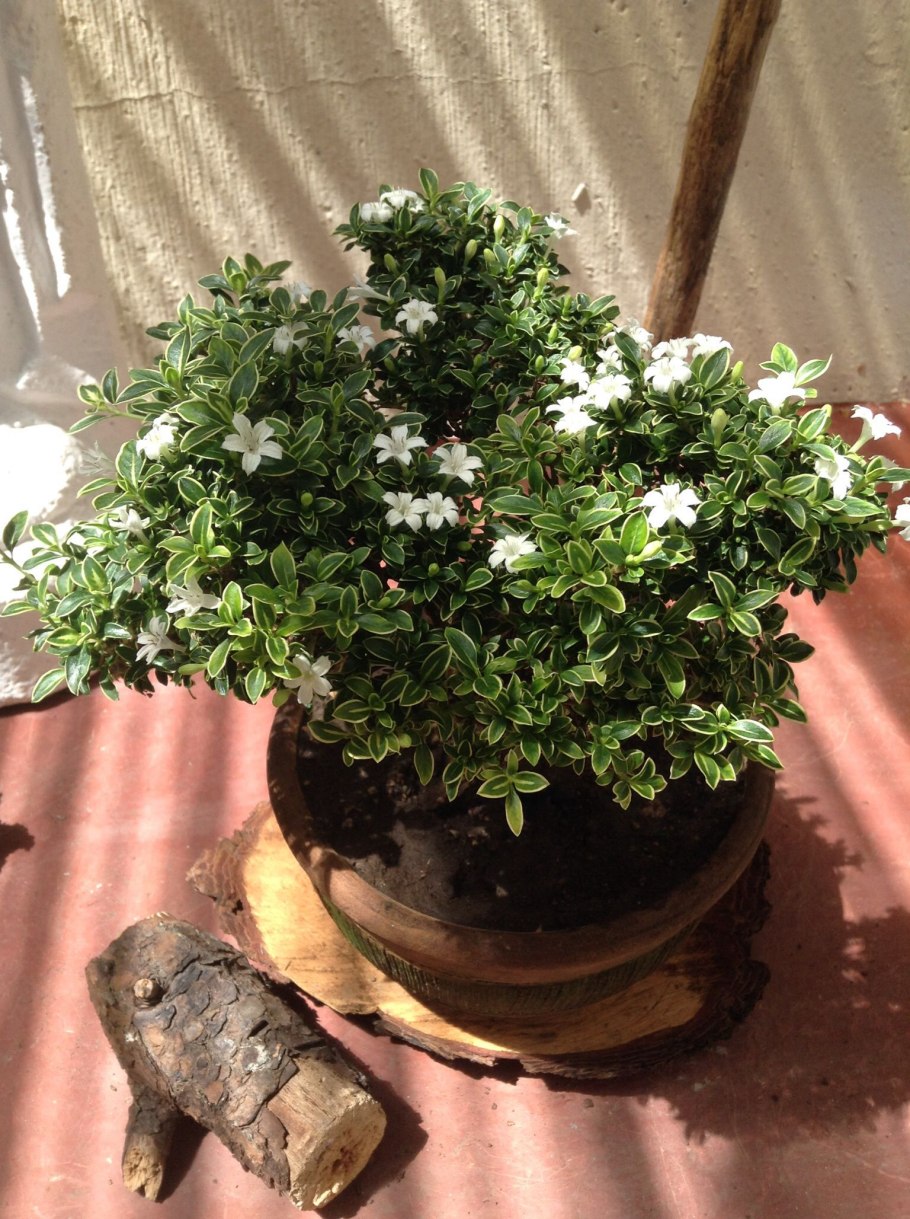 Серисса махровая