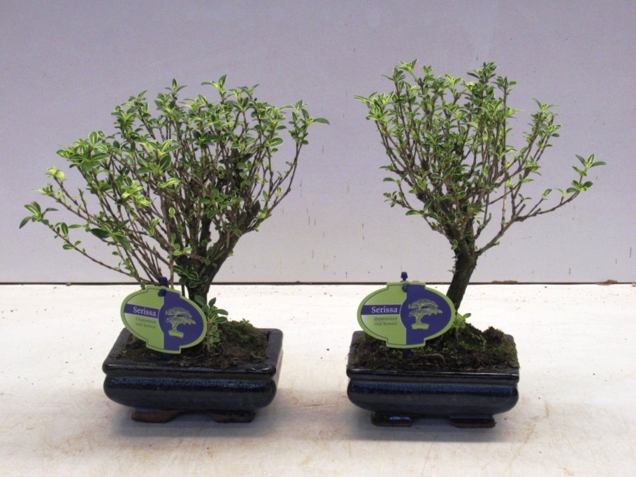 Серисса бонсай
