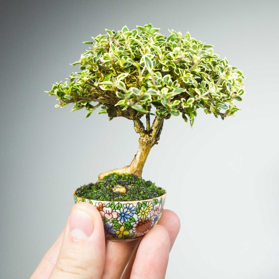 Серисса бонсай