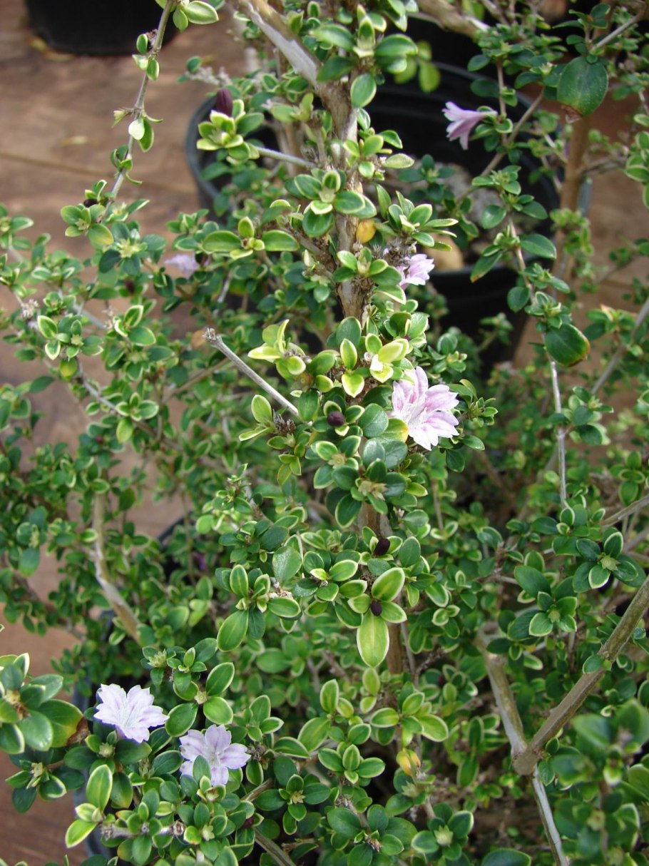 Серисса бонсай