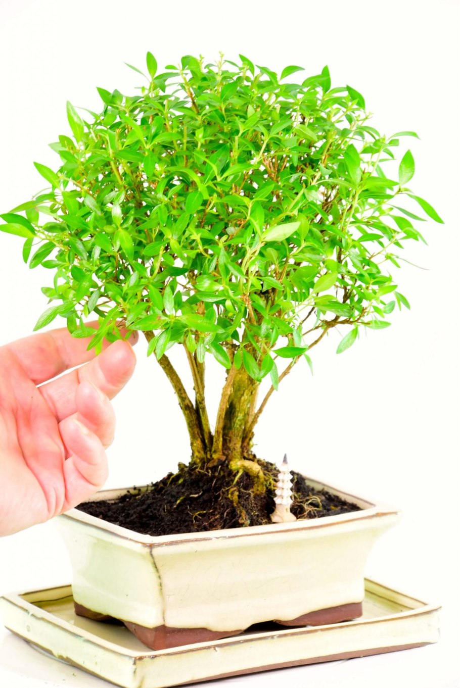 Серисса вариегатная