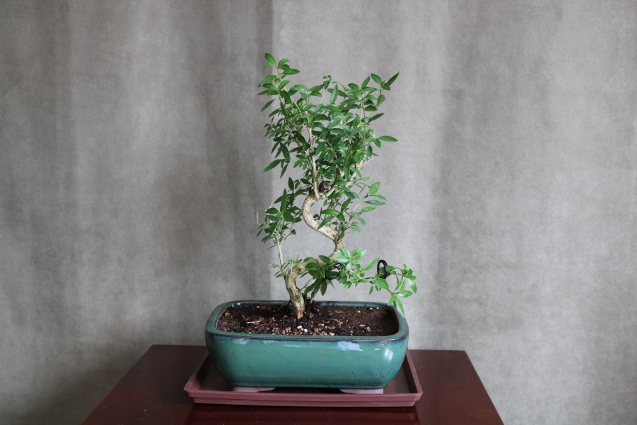 Серисса бонсай