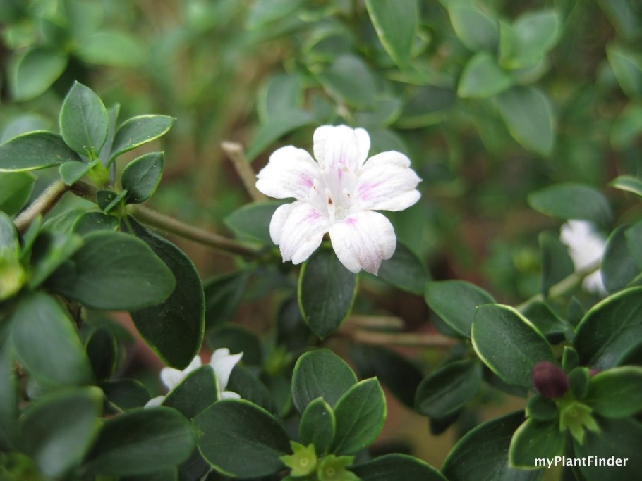 Серисса бонсай