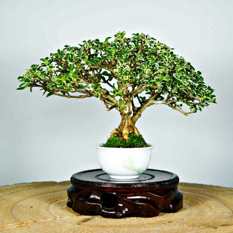 Серисса Фоэтида