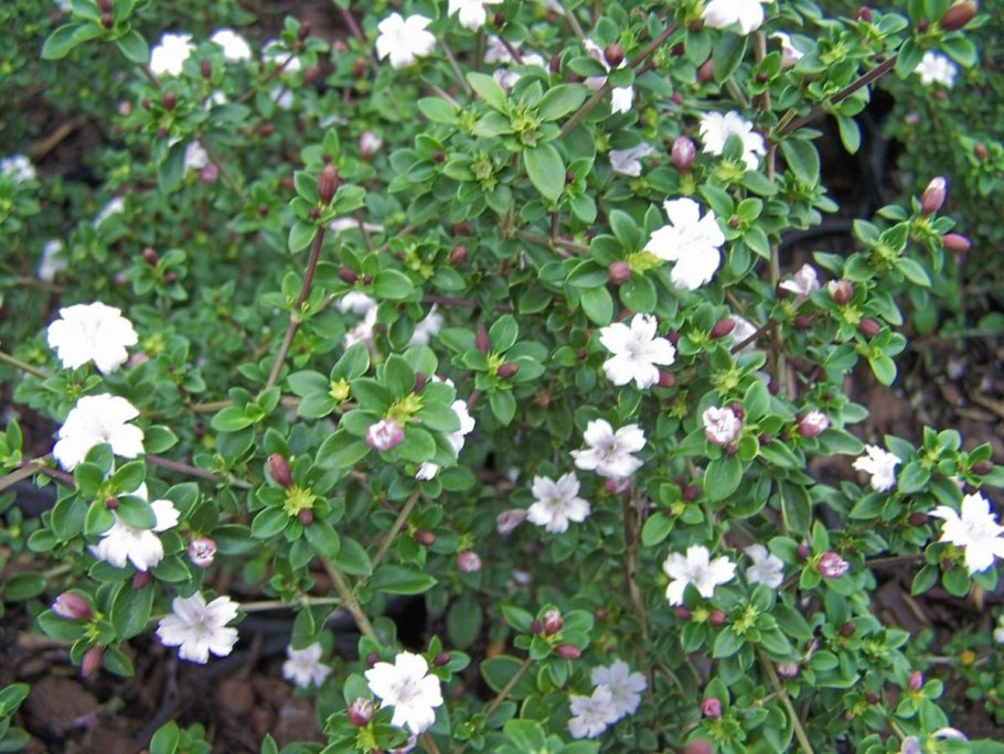 Серисса японская вариегатная