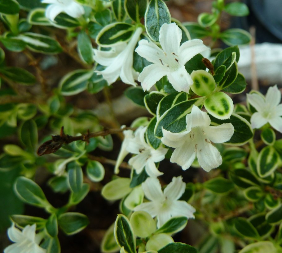 Серисса Фудзи