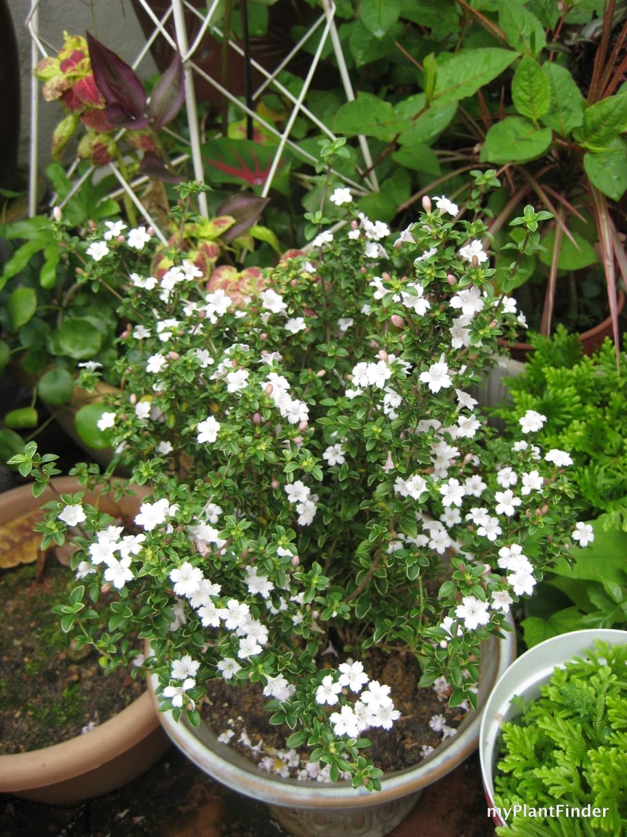 Серисса foetida Вайт