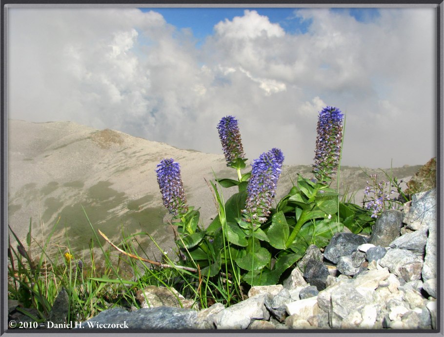 Лаготис Уральский Вишерский заповедник