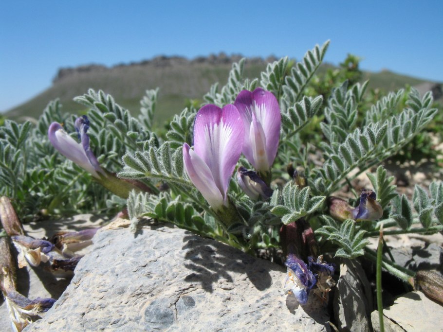 Астрагал Цингера (Astragalus zingeri)