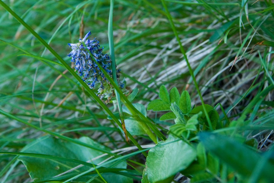 Лаготис цельнолистный