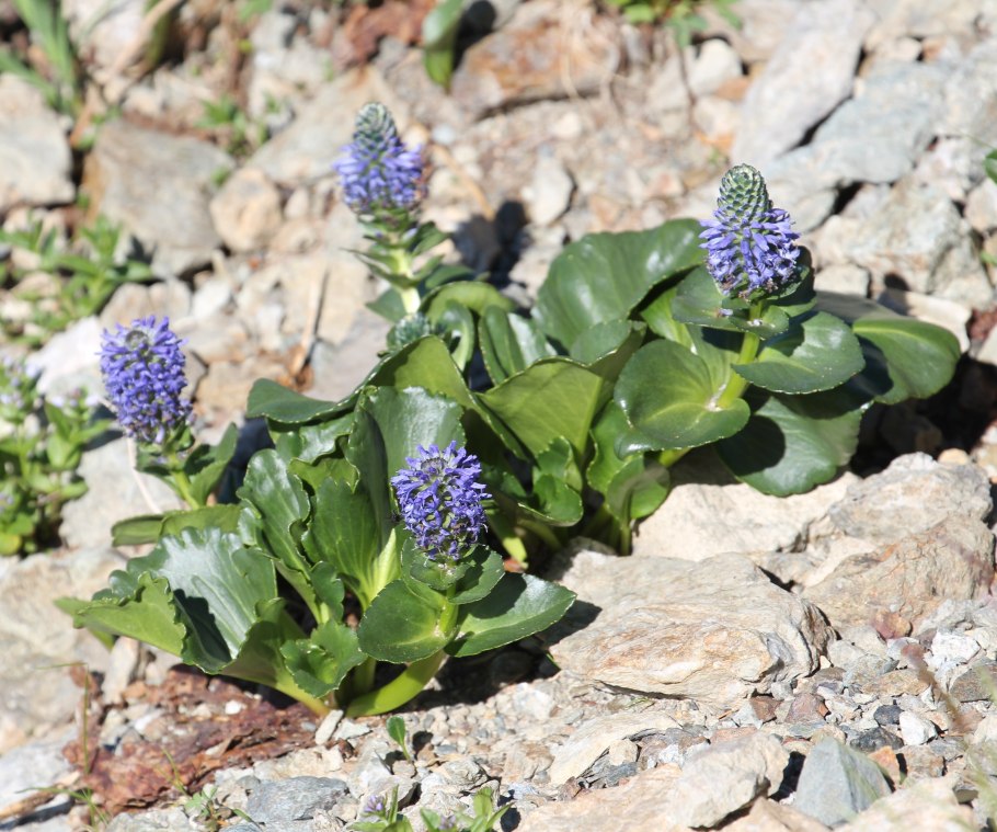 Лаготис цельнолистный