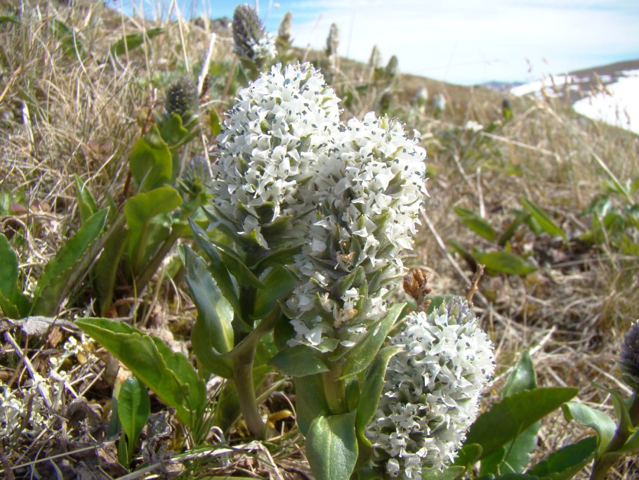 Лаготис Уральский плоды