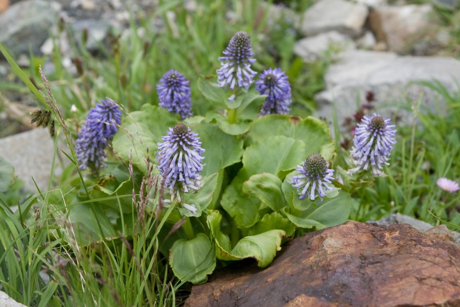 Цицербита Уральская