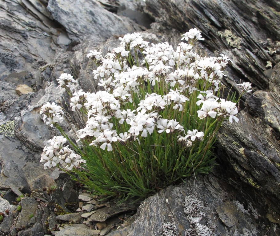 Астрагал Гельма (Astragalus Helmii)