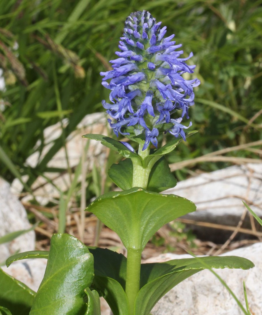 Астрагал и Лаготис Уральский