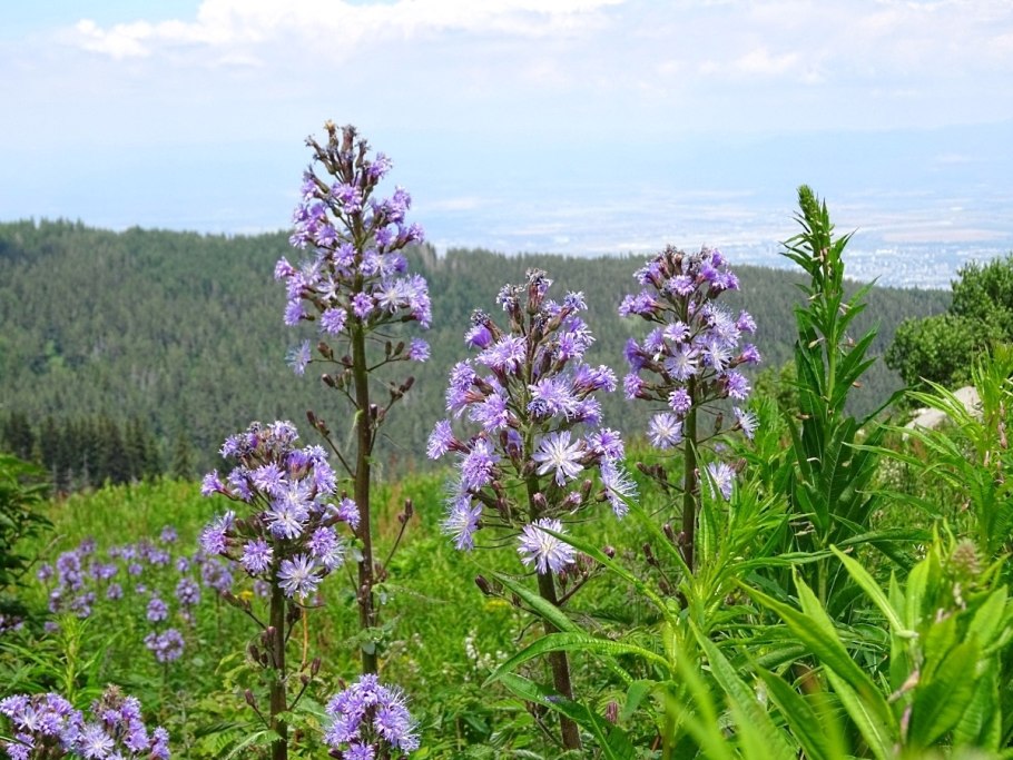 Стеллера карликовая (Stellera chamaejasme).
