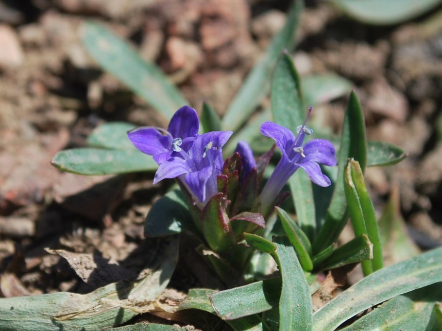 Lagotis integrifolia